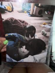 Lost Unknown Cat last seen Franklin, Fort McMurray, AB T9H 3M6