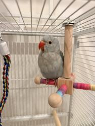 Lost Male Bird last seen La pala place, San Jose, CA 95127