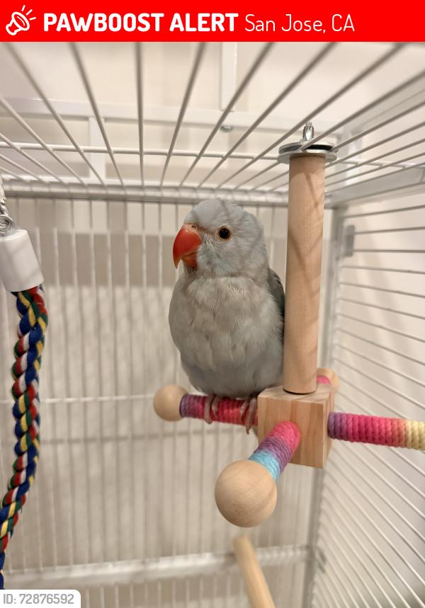 Lost Male Bird last seen La pala place, San Jose, CA 95127