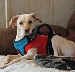 Reunited Male Dog last seen Wise ave Campbell Ave SE , Roanoke, VA 24013