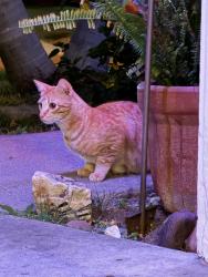Found/Stray Unknown Cat last seen Three Oaks Way, Santee, CA 92071