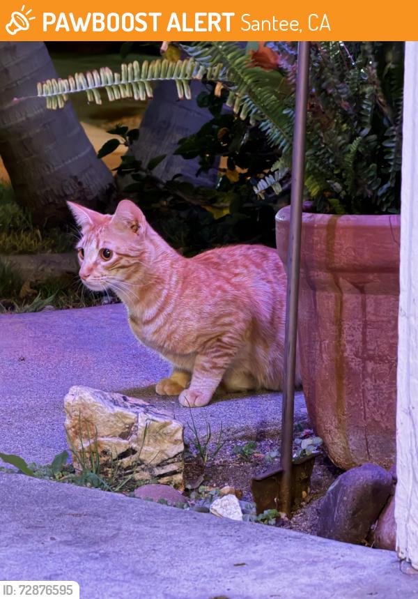 Found/Stray Unknown Cat last seen Three Oaks Way, Santee, CA 92071