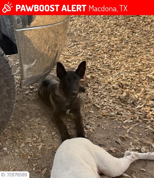 Lost Male Dog last seen Cagnon Rd./Macdona LaCoste Rd. , Macdona, TX 78252