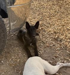 Lost Male Dog last seen Cagnon Rd./Macdona LaCoste Rd. , Macdona, TX 78252