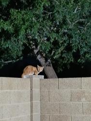 Found/Stray Unknown Cat last seen 7th Street  and 101, Kansas City, MO 64108