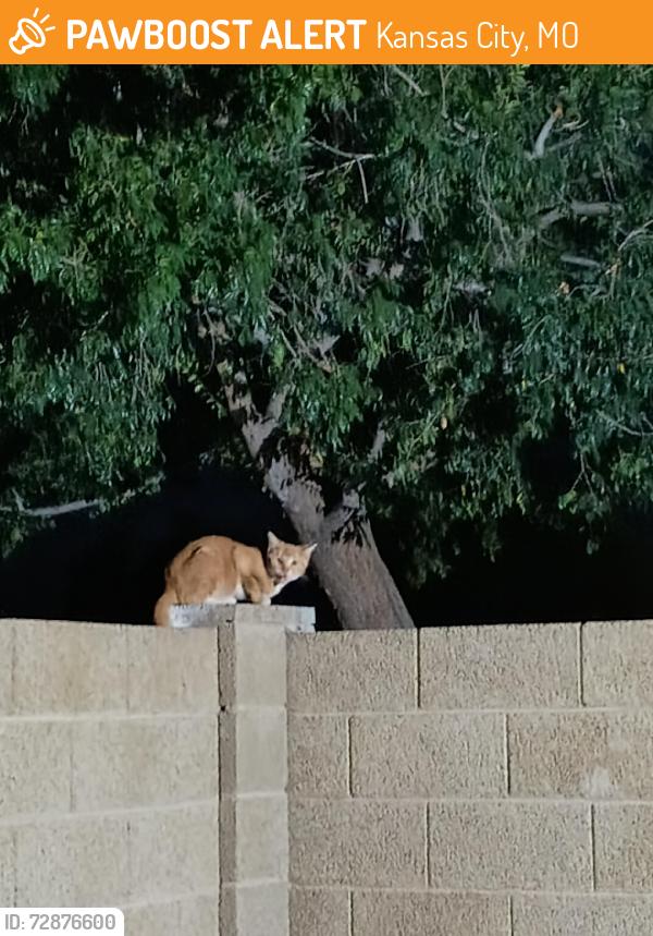 Found/Stray Unknown Cat last seen 7th Street  and 101, Kansas City, MO 64108