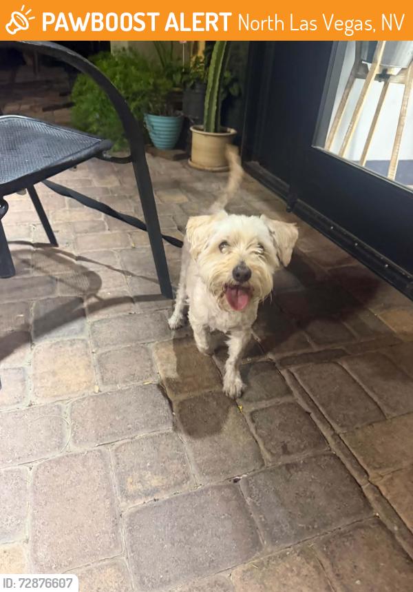 Found/Stray Male Dog last seen Craig and valley dr, North Las Vegas, NV 89031