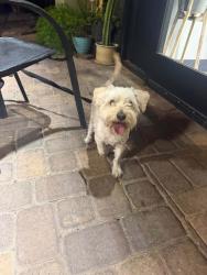 Found/Stray Male Dog last seen Craig and valley dr, North Las Vegas, NV 89031