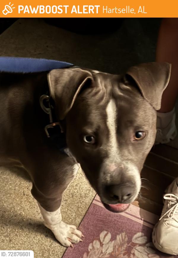 Found/Stray Male Dog last seen Apache Street, Hartselle, AL 35640