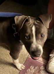 Found/Stray Male Dog last seen Apache Street, Hartselle, AL 35640