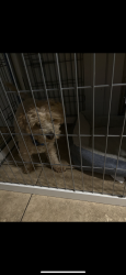 Lost Male Dog last seen mapleleaf st, Las Vegas, NV 89142