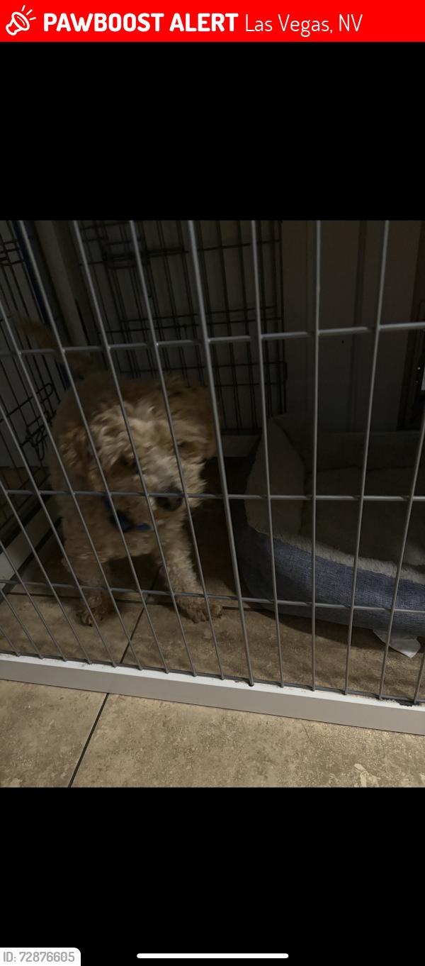 Lost Male Dog last seen mapleleaf st, Las Vegas, NV 89142