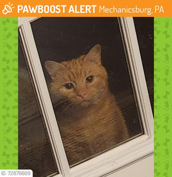 Found/Stray Unknown Cat last seen Oxford drive, Mechanicsburg, PA 17055
