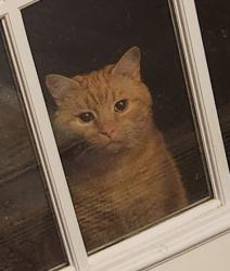 Found/Stray Unknown Cat last seen Oxford drive, Mechanicsburg, PA 17055