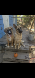 Lost Female Dog last seen Near w Adkins st , Seagoville, TX 75159
