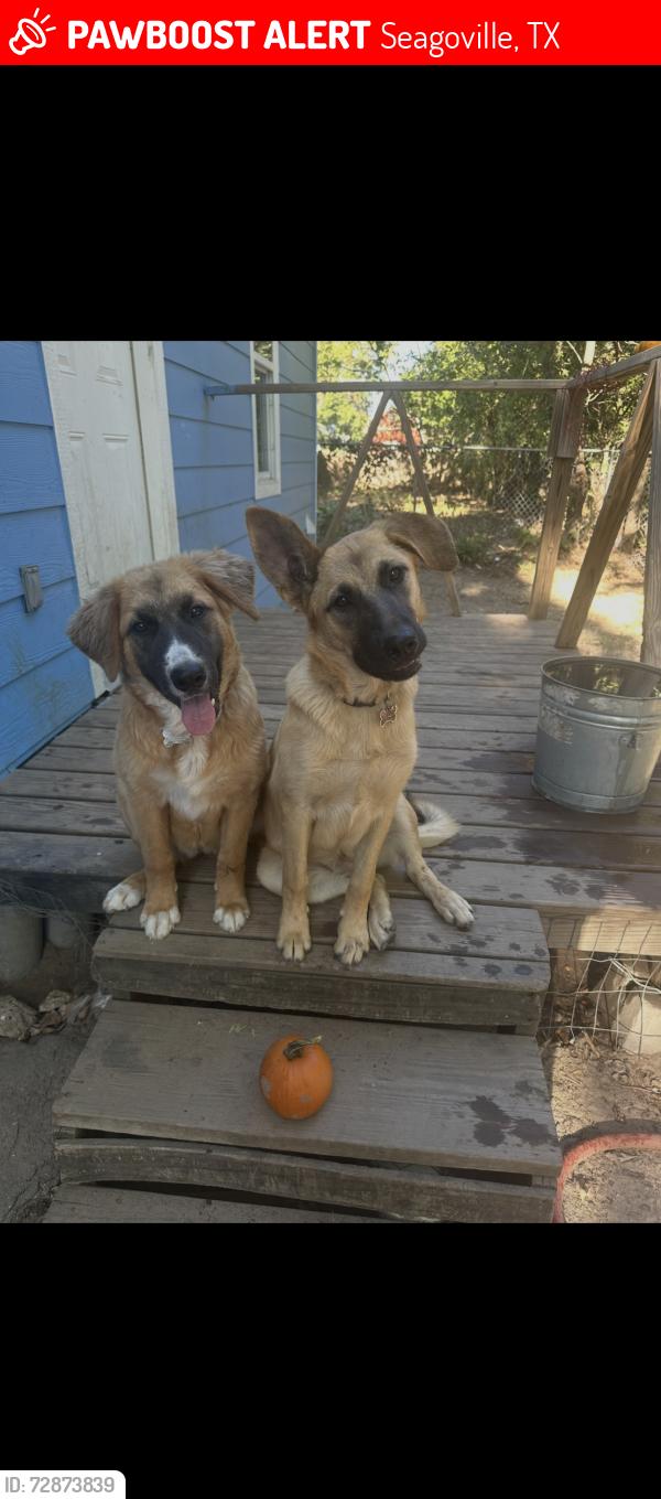 Lost Female Dog last seen Near w Adkins st , Seagoville, TX 75159