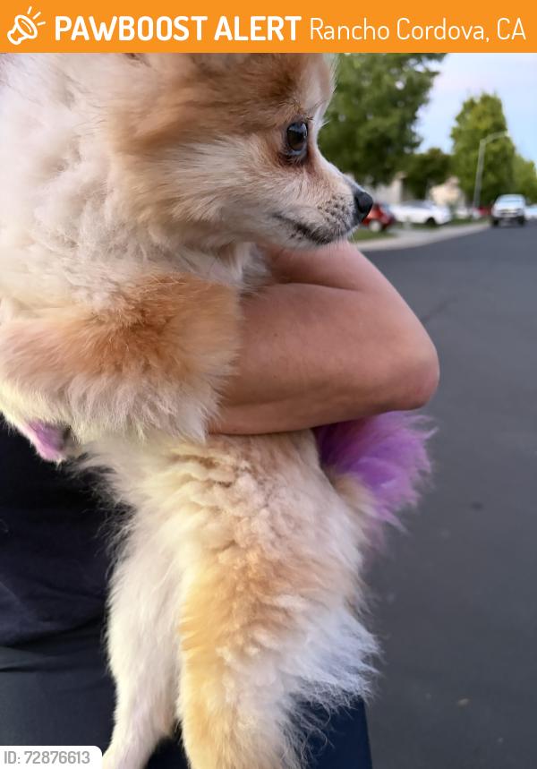 Found/Stray Female Dog last seen Erato circle , Rancho Cordova, CA 95742