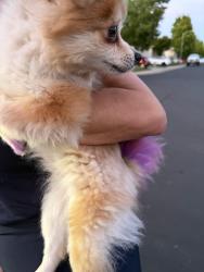 Found/Stray Female Dog last seen Erato circle , Rancho Cordova, CA 95742