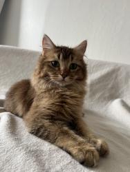 Lost Female Cat last seen Sunnyview drive, Pinole, CA 94564