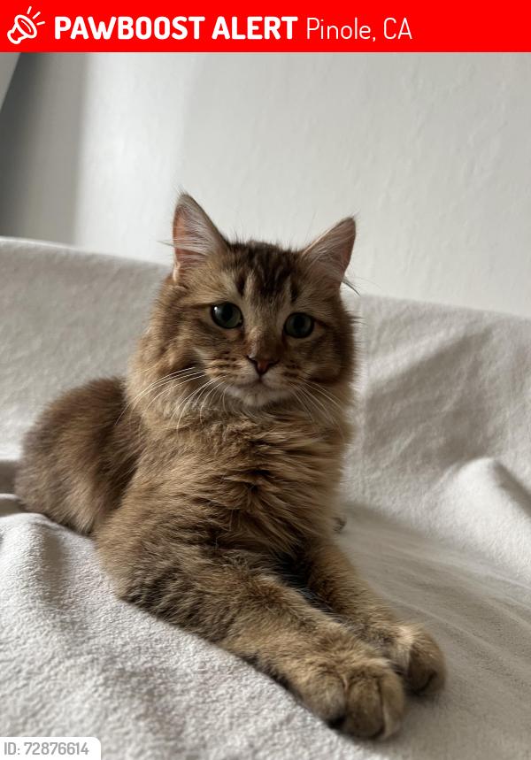 Lost Female Cat last seen Sunnyview drive, Pinole, CA 94564