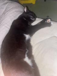 Lost Female Cat last seen The Point Church, Escondido, CA 92025
