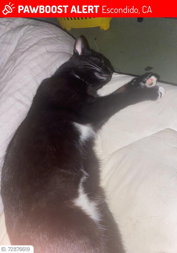 Lost Female Cat last seen The Point Church, Escondido, CA 92025