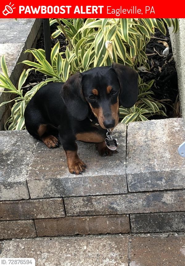 Lost Female Dog last seen Near N Wales Road, Eagleville, PA 19403