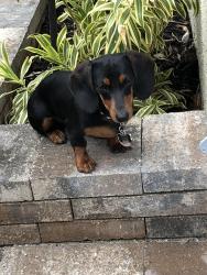 Lost Female Dog last seen Near N Wales Road, Eagleville, PA 19403