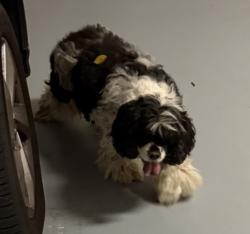 Found/Stray Unknown Dog last seen Swansgate, High Point, NC 27262