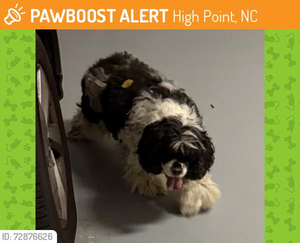Found/Stray Unknown Dog last seen Swansgate, High Point, NC 27262