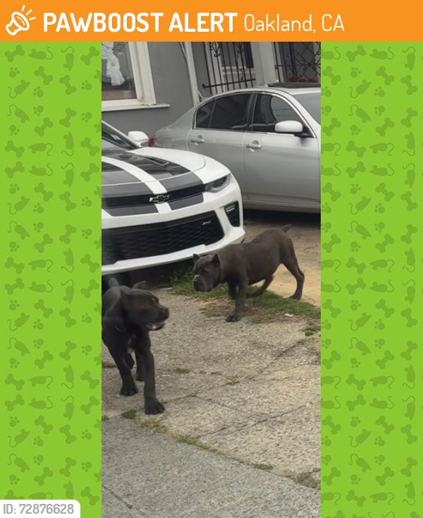 Found/Stray Unknown Dog last seen 64th street, Oakland, CA 94621