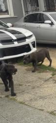 Found/Stray Unknown Dog last seen 64th street, Oakland, CA 94621