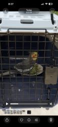 Found/Stray Male Bird last seen W and 31, Sacramento, CA 95817