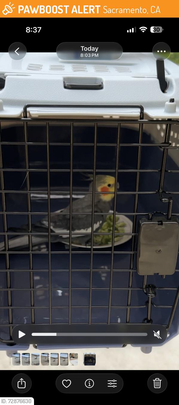 Found/Stray Male Bird last seen W and 31, Sacramento, CA 95817