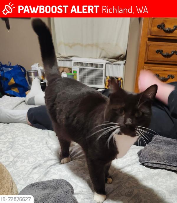 Lost Male Cat last seen Horn Rapids housing development, River Valley Drive and Sedona Circle, Richland, WA 99354