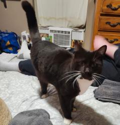 Lost Male Cat last seen Horn Rapids housing development, River Valley Drive and Sedona Circle, Richland, WA 99354