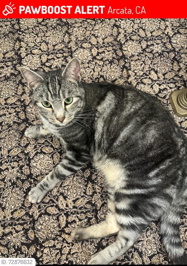 Lost Male Cat last seen Alliance by murphys market, Arcata, CA 95521