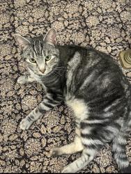 Lost Male Cat last seen Alliance by murphys market, Arcata, CA 95521