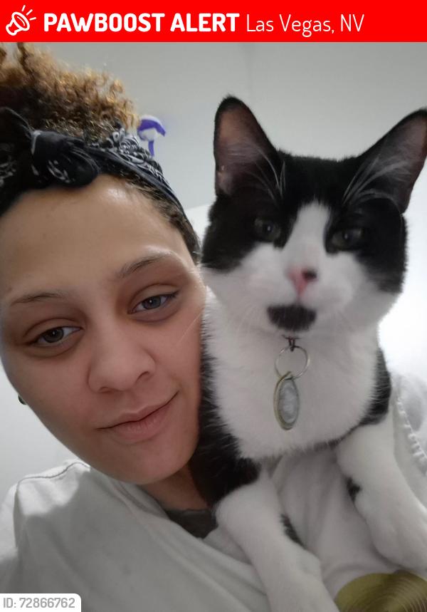 Lost Male Cat last seen Russell and oecos, Las Vegas, NV 89120