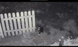 Found/Stray Unknown Cat last seen Walking around the areas  , Schertz, TX 78154