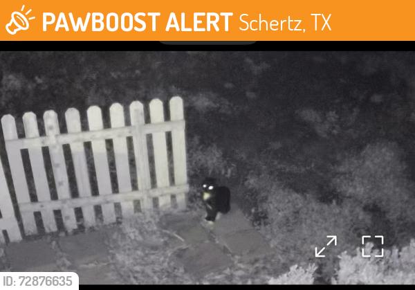 Found/Stray Unknown Cat last seen Walking around the areas  , Schertz, TX 78154