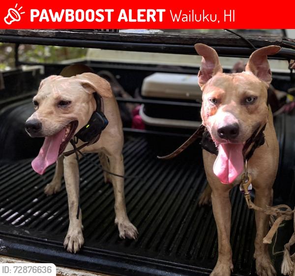 Lost Female Dog last seen Near iao valley Rd, Wailuku, HI 96793