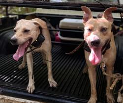 Lost Female Dog last seen Near iao valley Rd, Wailuku, HI 96793