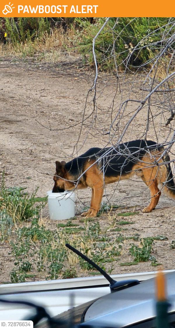 Found/Stray Male Dog last seen Fairview Ave Citrus View Drive, Riverside County, CA 92544