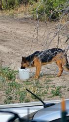 Found/Stray Male Dog last seen Fairview Ave Citrus View Drive, Riverside County, CA 92544