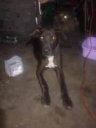 Found/Stray Male Dog last seen Central Ave and Gage avenue , Los Angeles, CA 90011