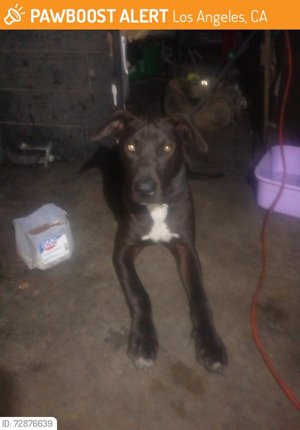 Found/Stray Male Dog last seen Central Ave and Gage avenue , Los Angeles, CA 90011