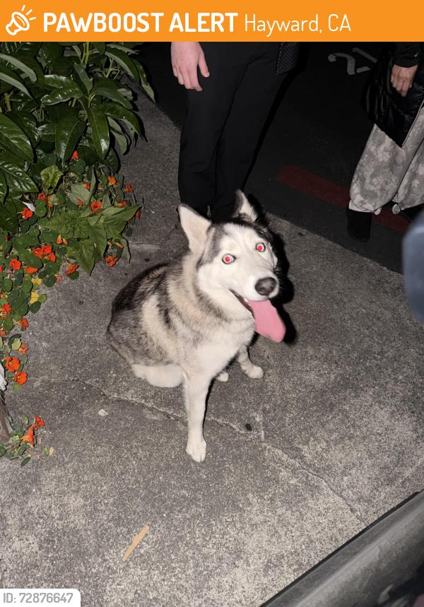 Found/Stray Female Dog last seen Tennyson , Hayward, CA 94544