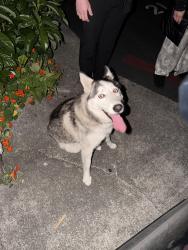 Found/Stray Female Dog last seen Tennyson , Hayward, CA 94544