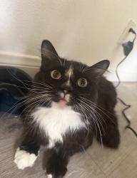 Lost Male Cat last seen Mesa Dr and Santa Ana blvd. , East Side Costa Mesa, CA 92707